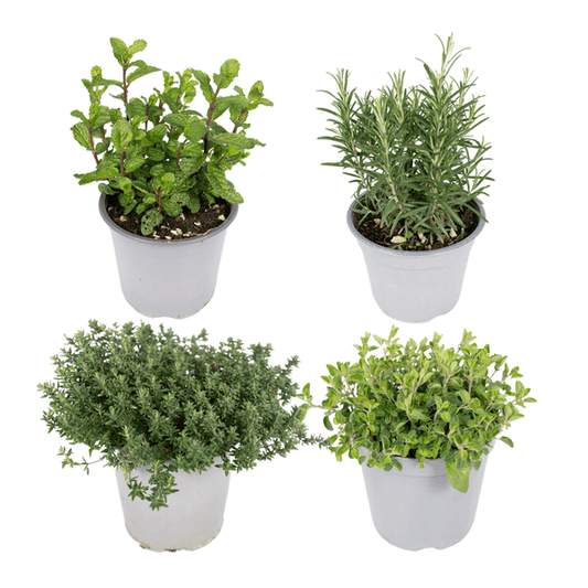 Gartenkräutermischung - 4 Stück - Ø14cm - ↕18cm 