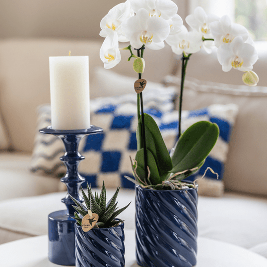 Amabilis Orchidee Weiß und Sukkulente in Candy Dekotopf Blau Ø9cm & Ø6cm - Zimmerpflanze - Pflanzset