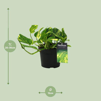 Efeutute - Scindapsus Epipremnum N'joy Gold - Zimmerpflanze - Ø12cm - ↕25cm