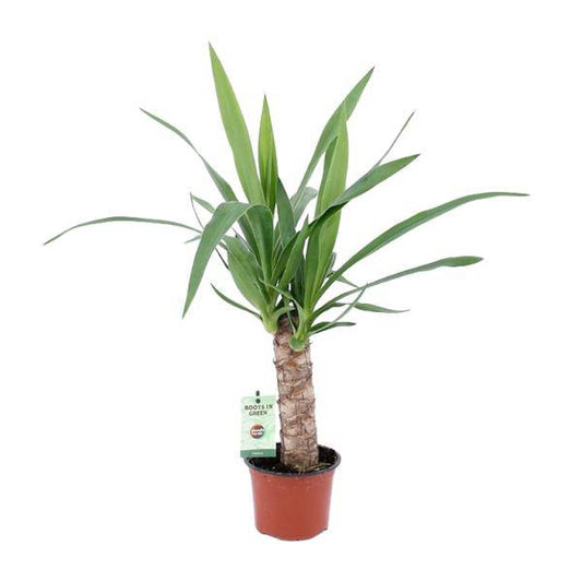 Palmlilie - Yucca - Zimmerpflanze - Ø12cm - ↕50cm 