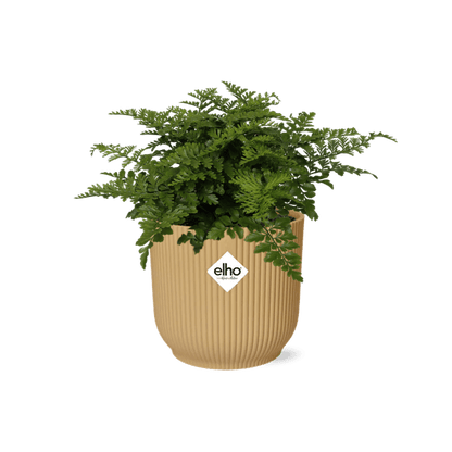 Nestfarn - Asplenium Parvati - Zimmerpflanze + Topf Vibes Fold 14cm Gelb