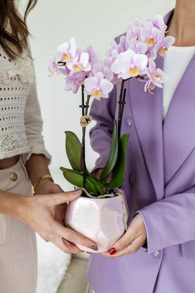 Rosa Phalaenopsis Orchidee - Andorra - Topfgröße Ø9cm | blühende Zimmerpflanze - frisch vom Züchter - Oasis of Life