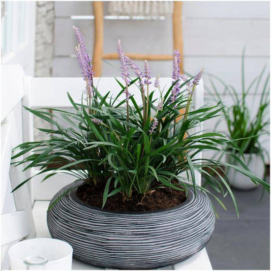 Liriope muscari 'Ingwersen' – Glöckchentraube – Immergrüne Staude mit lavendelfarbenen Blüten – Ø14cm – ↨25cm – 6 Pflanzen