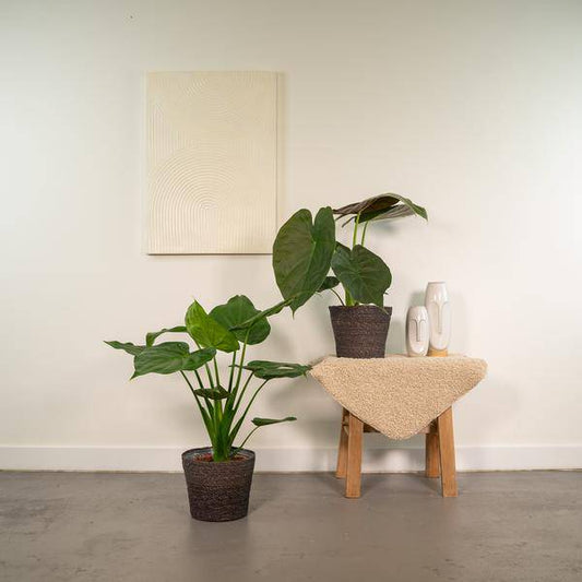 Pfeilblatt - Alocasia Cucullata - Ø19cm - ↕60cm + Alocasia Wentii - Ø19cm - ↕60cm 