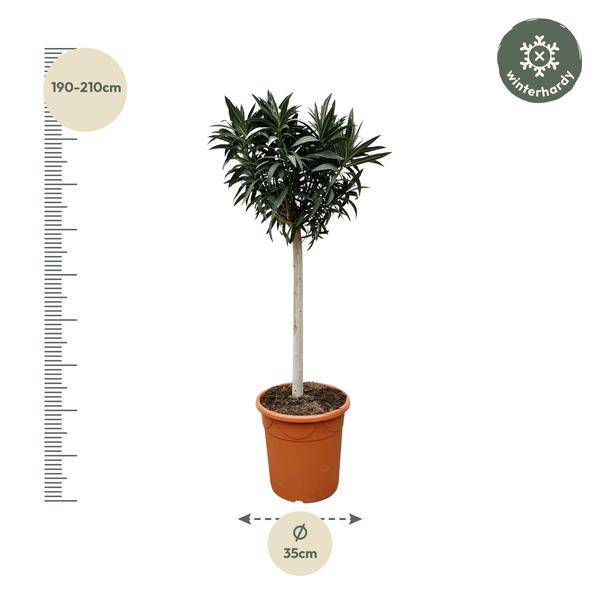 Rosenlorbeere - Nerium Oleander auf Stiel mit weißer Blüte - 200cm- Ø35cm