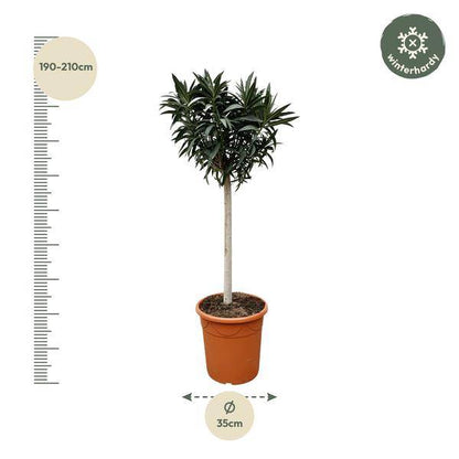 Rosenlorbeere - Nerium Oleander auf Stiel mit weißer Blüte - 200cm- Ø35cm