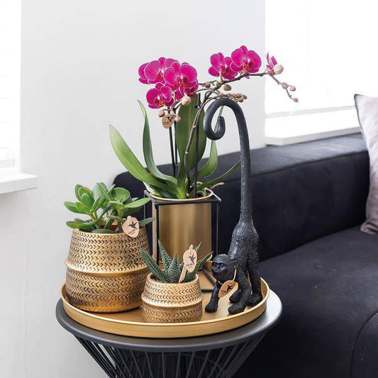 COMBI DEAL von 2 fliederfarbenen Phalaenopsis Orchideen - Morelia - Topfgröße Ø9cm | blühende Zimmerpflanze - frisch vom Züchter - Oasis of Life