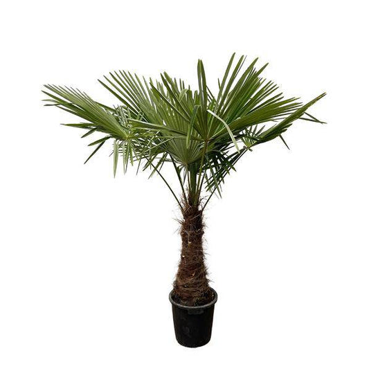 Hanfpalme – Trachycarpus 240cm – Ø45cm – XXL-Palme mit fächerförmigen Blättern – Immergrüne Kübelpflanze für Garten, Terrasse, Wintergarten & Wohnzimmer – Pflegeleicht 