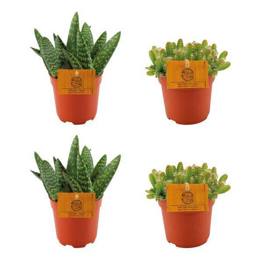 2x Aloe Paradisicum & 2x Hylocereus Undatus – Set aus 4 Zimmerpflanzen – Ø10,5 cm Topf – Pflegeleichte Sukkulenten & exotische Kaktuspflanzen – Ideal für Zuhause & Büro