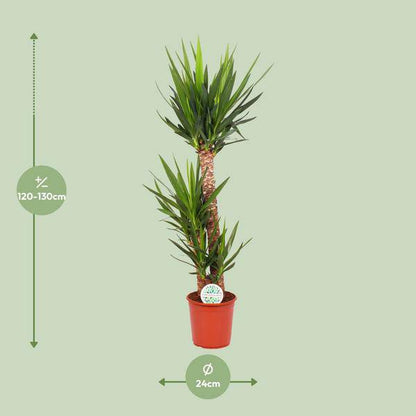 Palmlilie - Yucca Elephantipes - Zimmerpflanze - Ø24cm - ↕125cm 
