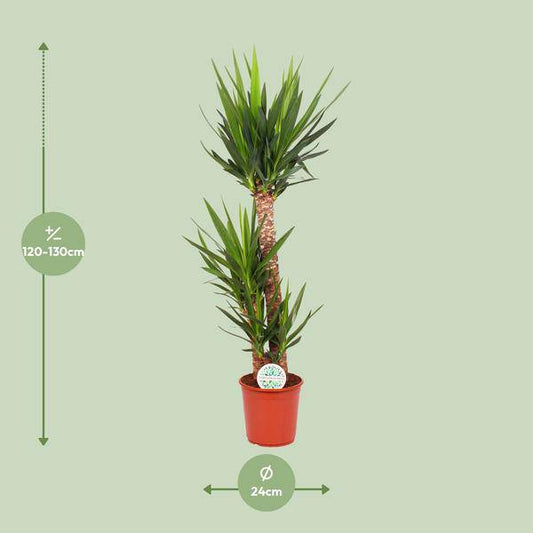 Palmlilie - Yucca Elephantipes - Zimmerpflanze - Ø24cm - ↕125cm 