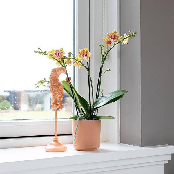 Ornament - Deko-Skulptur Tukan - Pfirsich - Oasis of Life