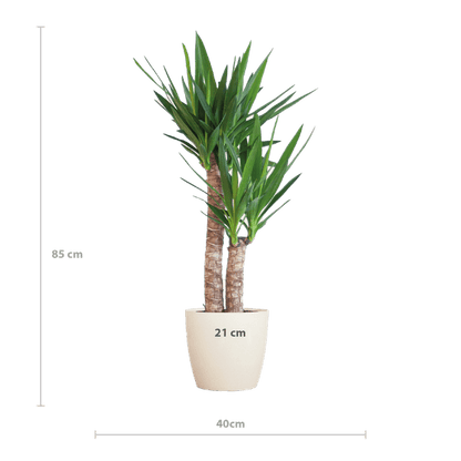 Yucca Elephantipes - Riesen-Palmlilie - Zimmerpflanze - ↕90cm - Ø21cm + Topf Viber Weiß