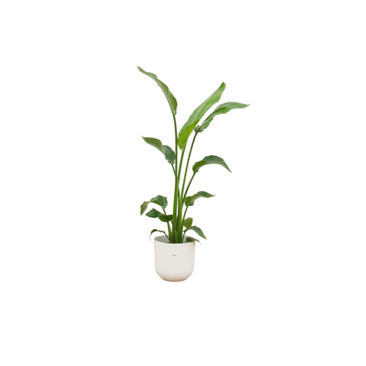 Strelitzia Nicolai – Baum-Strelitzie – Zimmerpflanze ca. 120 cm hoch – Ø23 cm – inkl. Übertopf Jazz Weiß – große tropische Blätter – für Wohnzimmer & Büro 
