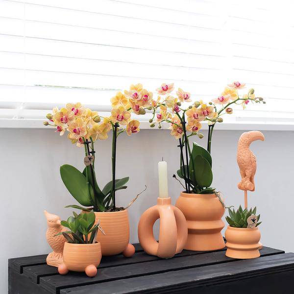 Rollender Pfirsichblumentopf - Pfirsichfarbener Keramiktopf - Ø6cm - Oasis of Life