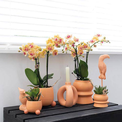 Rollender Pfirsichblumentopf - Pfirsichfarbener Keramiktopf - Ø6cm - Oasis of Life