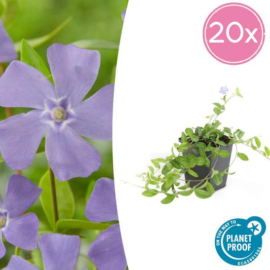 Immergrün Vinca minor – 20 Pflanzen – Bodendecker 10–25 cm – Ø9 cm – Blaue Blüten – Sonne & Schatten – Pflegeleicht