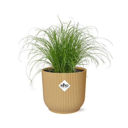 Wechselblättriges Zyperngras - Cyperus Alternifolius Zumula - Zimmerpflanze + Topf Vibes Falten 14cm Gelb