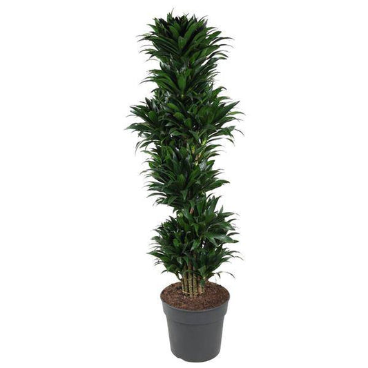 Drachenbaum – Dracaena Compacta 170cm – Ø34cm – Elegante Zimmerpflanze mit dunkelgrünen glänzenden Blättern – Pflegeleichte Grünpflanze für Wohnzimmer, Büro & Wintergarten 