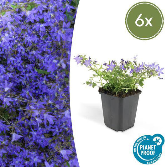 Glockenblume - Poscharskyana 'Stella' - ↕10-25cm - Ø9cm - 6 Stück