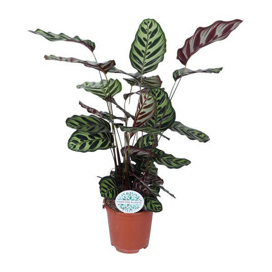 Pfauen-Korbmaranthe (Calathea Makoyana) – Zimmerpflanze im Ø21cm Topf – ca. 70cm hoch – Pflegeleichte, dekorative Zimmerpflanze mit auffälligem Blattmuster 