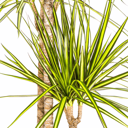 Dracaena Marginata Sonnenstrahl Ø24cm - ↕130 - 150cm