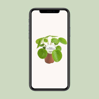 Chinesischer Geldbaum - Pilea Peperomioides - Zimmerpflanze - Ø13cm - ↕20cm