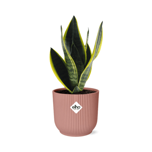 Bogenhanf - Sansevieria Futura Superba - Zimmerpflanze + Topf Vibes Fold 14cm Rosa