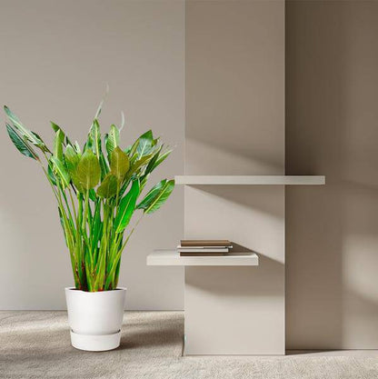 Strelitzia Reginae - Paradiesvogelblume - Zimmerpflanze - 160cm - ⌀30cm