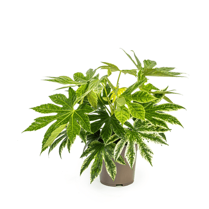 Fatsia Japonica Spider's Web Ø19cm - ↕45cm - Oasis of Life
