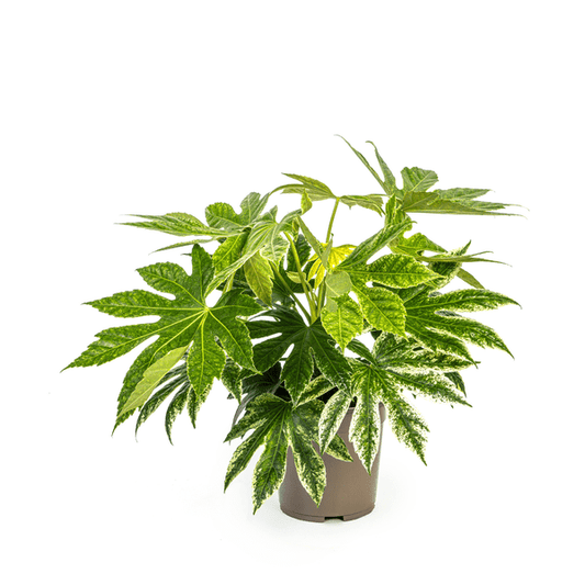 Fatsia Japonica Spider's Web Ø19cm - ↕45cm - Oasis of Life