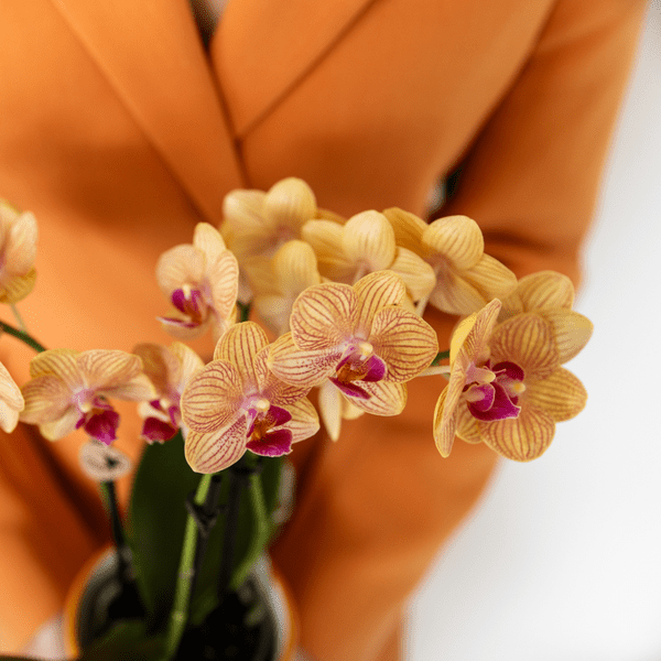 Phalaenopsis Orchidee Bozen Orange – Zimmerpflanze Ø9cm – inkl. Painted Stripe Topf Orange – Exotische Orchidee mit 2–3 Blütenstielen – Dekorative Blütenpflanze für Wohnzimmer & Büro 