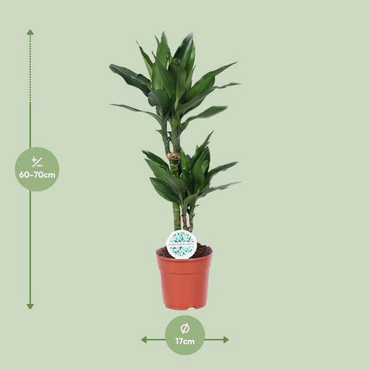 Drachenbaum - Dracaena Janet Lind - Zimmerpflanze - Ø17cm - ↕70cm 
