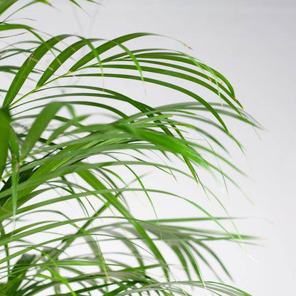 Areca-Palme Dypsis – Goldfruchtpalme – Zimmerpflanze – 120 cm – Ø24 cm – inkl. Pflanzkorb Torun – Luftreinigende Palme für Wohnzimmer und Büro 