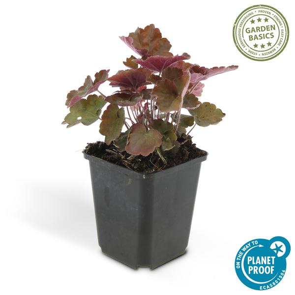 Purpurglöckchen - Heuchera mic. 'Palast Lila' - ↕10-25cm - Ø9cm - 40 Stück