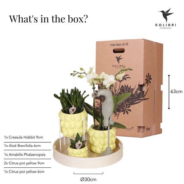 Geschenkset Zitruspflanzen-Set mit gelber Phalaenopsis-Orchidee und Sukkulenten inkl. Keramik-Ziertöpfe - Oasis of Life