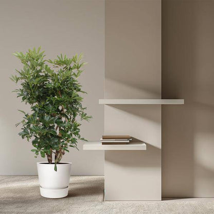 Strahlenaralie - Schefflera Arboricola Compacta - Zimmerpflanze - 140cm - ø40cm