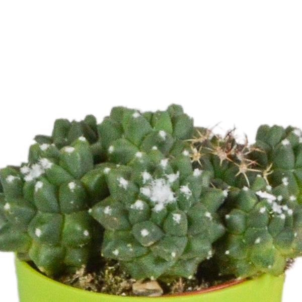 Kaktus - Mix - 5,5 cm - 5 Stück - Zimmerpflanze - im Topf mit Klee