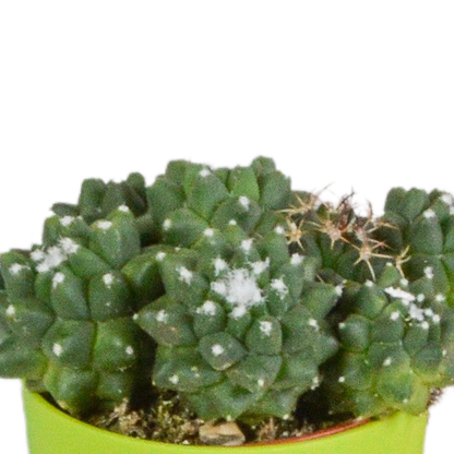 Kaktus - Mix - 5,5 cm - 5 Stück - Zimmerpflanze - im Topf mit Klee