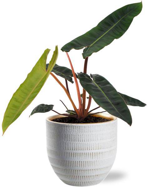 Philodendron Billietiae – Baumfreund – Zimmerpflanze Ø12cm ↕25cm – Exotisch & Pflegeleicht – inkl. Beau Topf Weiß Ø14x13cm 