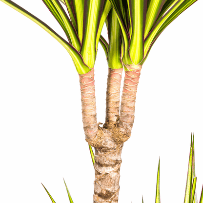 Dracaena Marginata Sonnenstrahl Ø19cm - ↕80-100cm