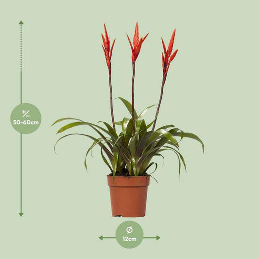 Bromelie - Vriesea Elan Toef - Zimmerpflanze - Ø12cm - ↕55cm 