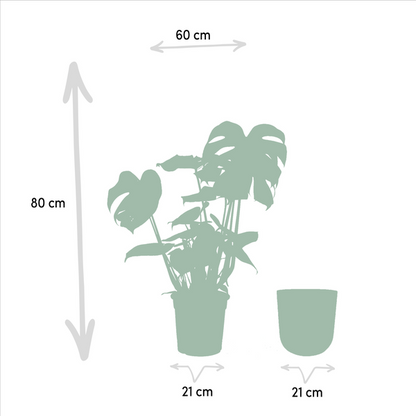 Köstliches Fensterblatt - Monstera Deliciosa + Topf Mayk Blei - Zimmerpflanze - ↨80cm - Ø21cm