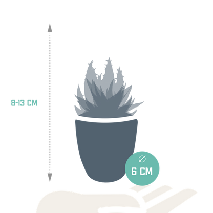 Sukkulente - Gasteria/Haworthia - Mix - 5,5 cm - im Topf - 5 Stück