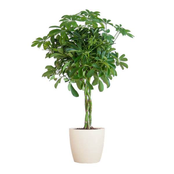 Schefflera Arboricola Nora – Birkenfeige – Zimmerpflanze + Topf Viber Weiß – ↕70cm – Ø21cm – Handförmige Blätter – Pflegeleicht & dekorativ 