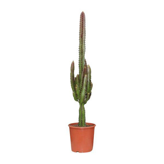 Dreikantige Wolfsmilch - Euphorbia Trigona Rubra - Zimmerpflanze - Ø17cm - ↕70cm