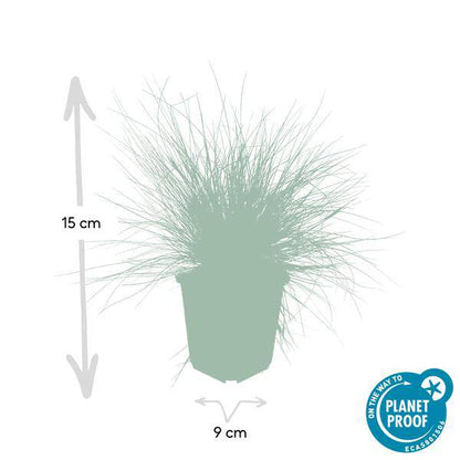 Blau-Schwingel - Festuca glauca 'Elijah Blue' - ↕10-25cm - Ø9cm - 6 Stück