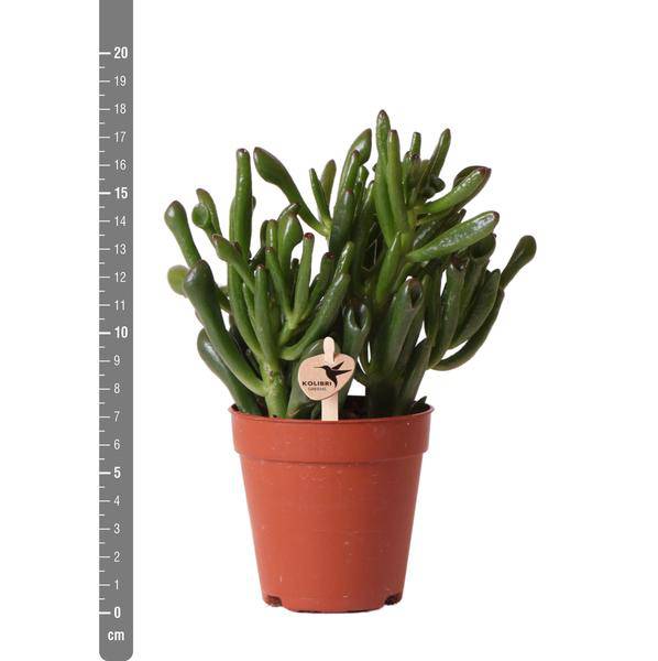 Grünpflanze - Sukkulente Crassula Hobbit - grüne Zimmerpflanze - frisch aus der Gärtnerei - Ø9cm - Oasis of Life
