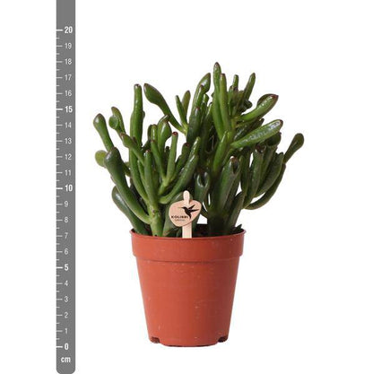 Grünpflanze - Sukkulente Crassula Hobbit - grüne Zimmerpflanze - frisch aus der Gärtnerei - Ø9cm - Oasis of Life