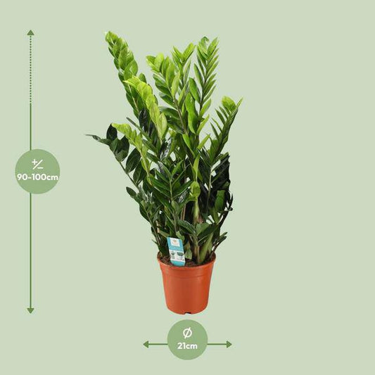 Glücksfeder - Zamioculcas Zamiifolia - Zimmerpflanze - Ø21cm - ↕95cm 